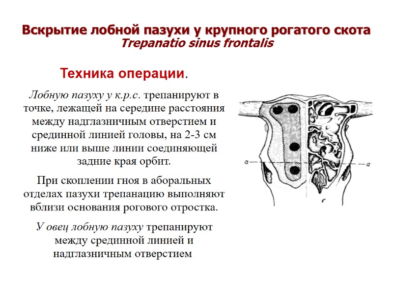 Вскрытие лобной пазухи у крупного рогатого скота Trepanatio sinus frontalis Техника операции. Вскрытие лобной пазухи у крупного рогатого скота Trepanatio sinus frontalis Техника операции.